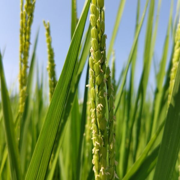 天然の資材と有機質肥料のみ使用