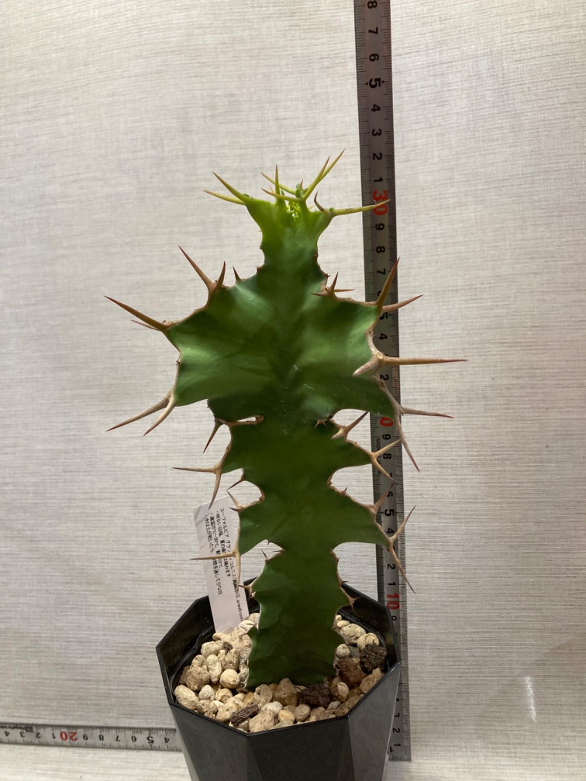 希少 ユーフォルビア グランディコルニス Euphorbia 希少 ユーフォルビア グランディコルニス Euphorbia
