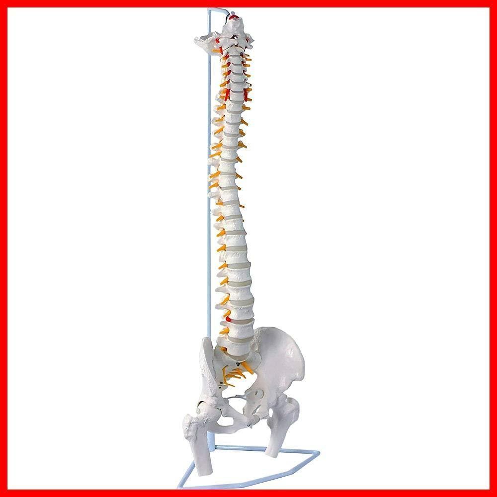 脊髄骨盤模型 90cm 実物大 吊り下げ 台座付き 後頭骨 股関節 男性骨盤