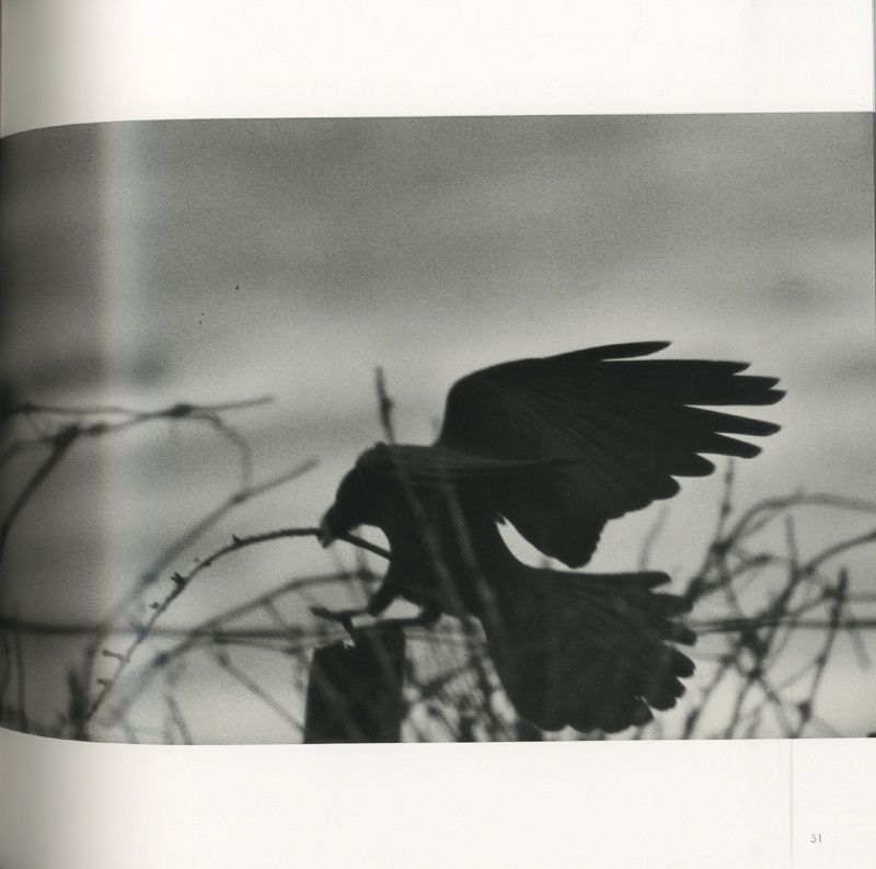 MACK版】深瀬昌久 「鴉 RAVENS」写真集 深瀬昌久 鴉 復刻版 深瀬昌久「鴉