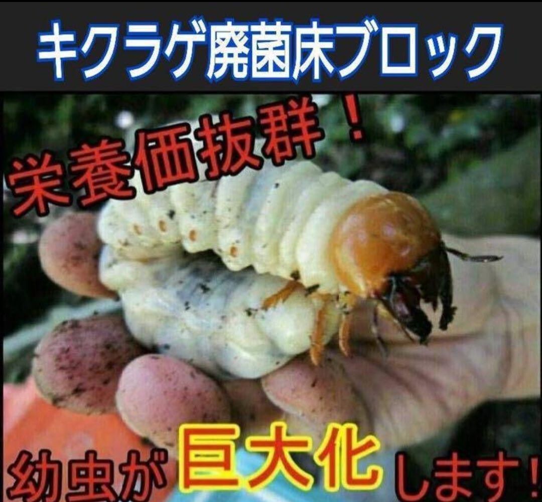 カブトムシ幼虫の大量飼育にどうぞ！天然マット【300L】オオヒラタケ菌 