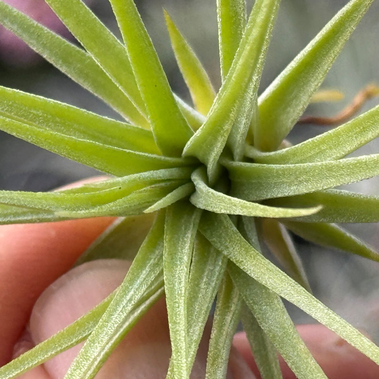チランジア イオナンタ ファットボーイ Tillandsia ionantha Fat Boy