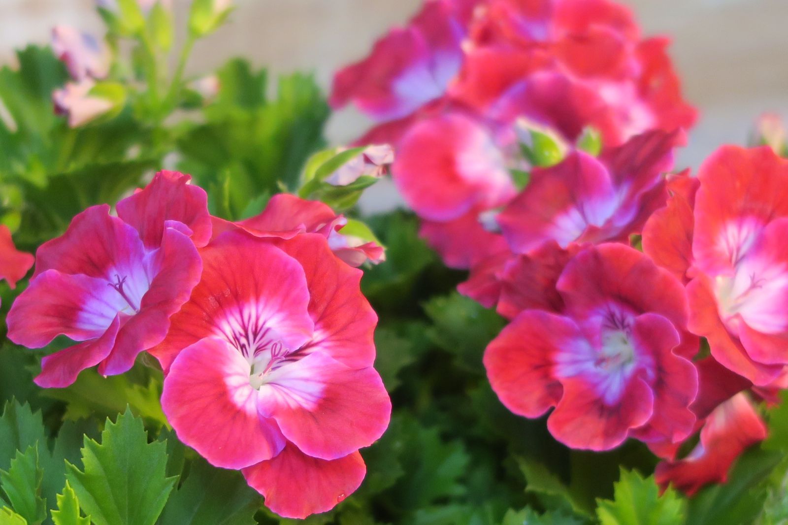 ペラルゴニウム フェアリーチュチュ チェリー 5号鉢 - メルカリ