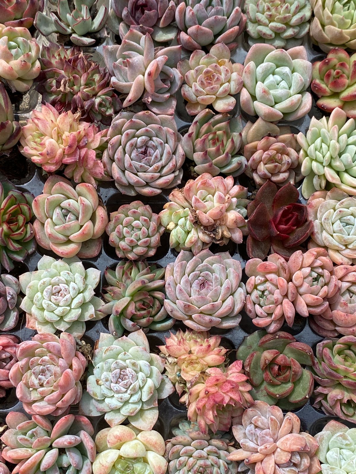 エケベリア 韓国苗