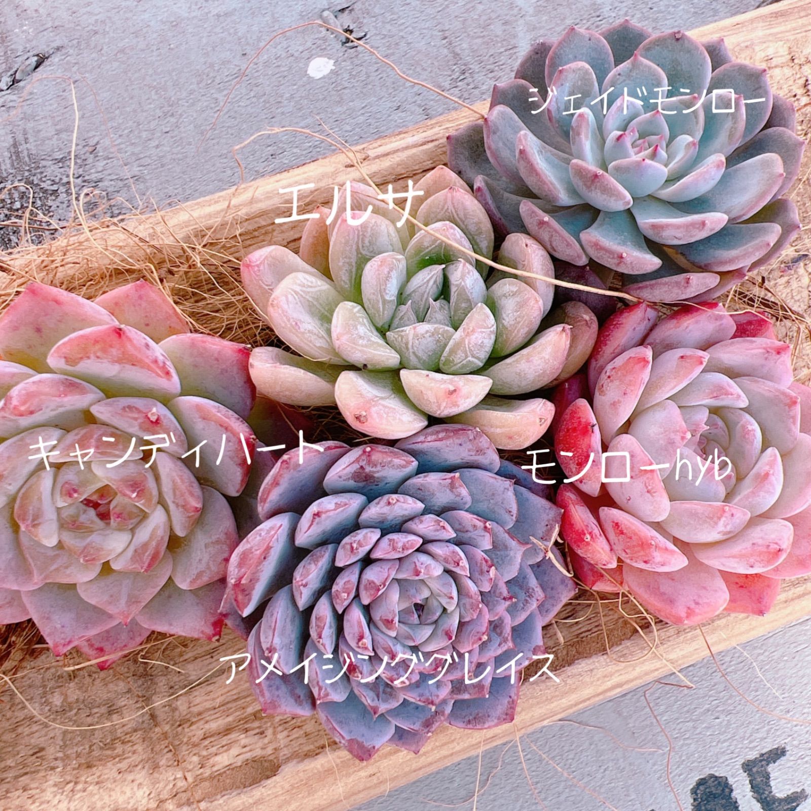 Lj_plants】Z274多肉植物 ジライア(十兵衛×レッドフォーク) 地雷蛙 メルカリ便発送☆多肉植物 アガベ雷神白中斑 メルカリ - 厳選美株 ハオルチア・アロエ