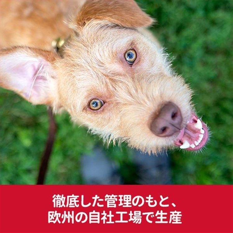 肥満傾向の成犬用