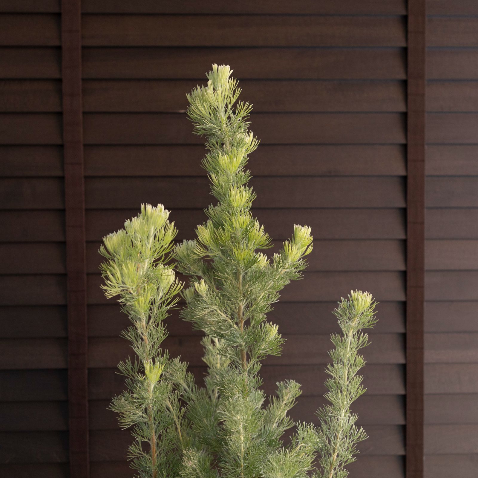 幹太め アデナンサス ウーリーブッシュ 6号鉢 オージープランツ