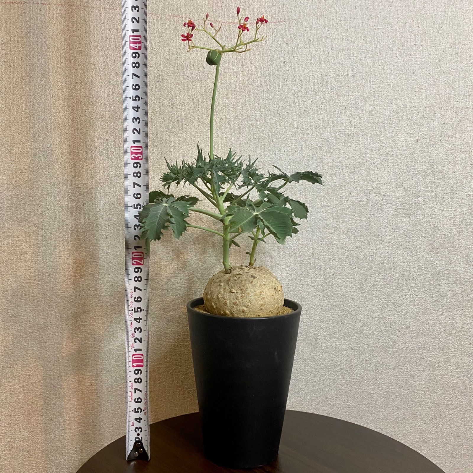 ヤトロファ・錦珊瑚(抜き苗) コーデックス：ヤトロファ 錦珊瑚（にしき