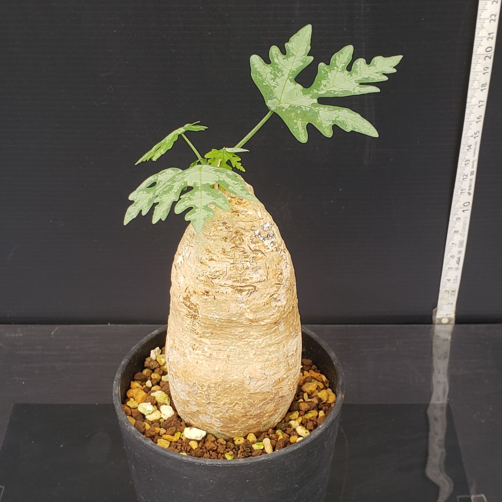 H394 自社養生株 アデニア ペリエリ 現地球 発根開始株 鉢植え 塊根植物