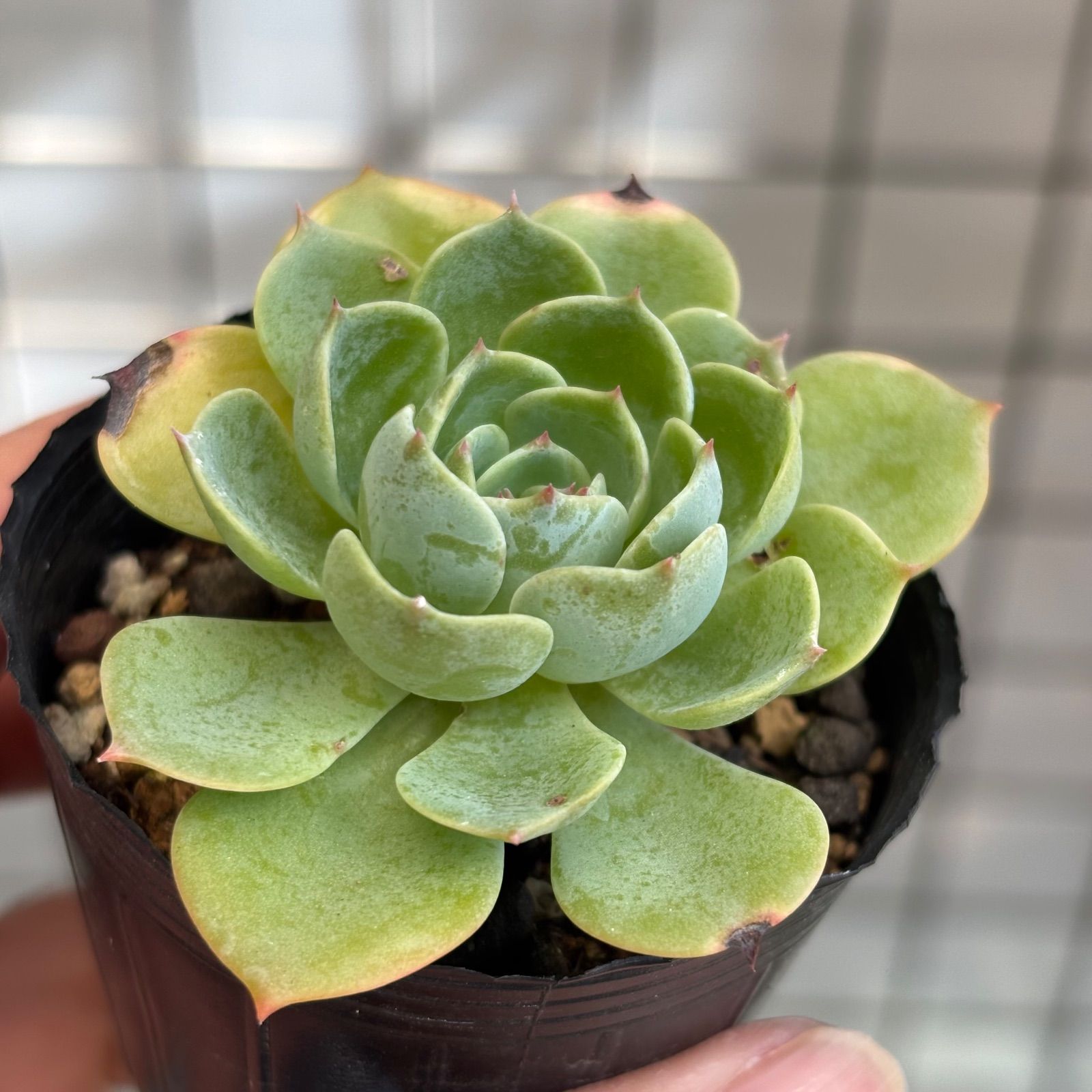 多肉植物✩.*˚七福神 抜き苗 多肉植物✩.*˚七福神 抜き苗