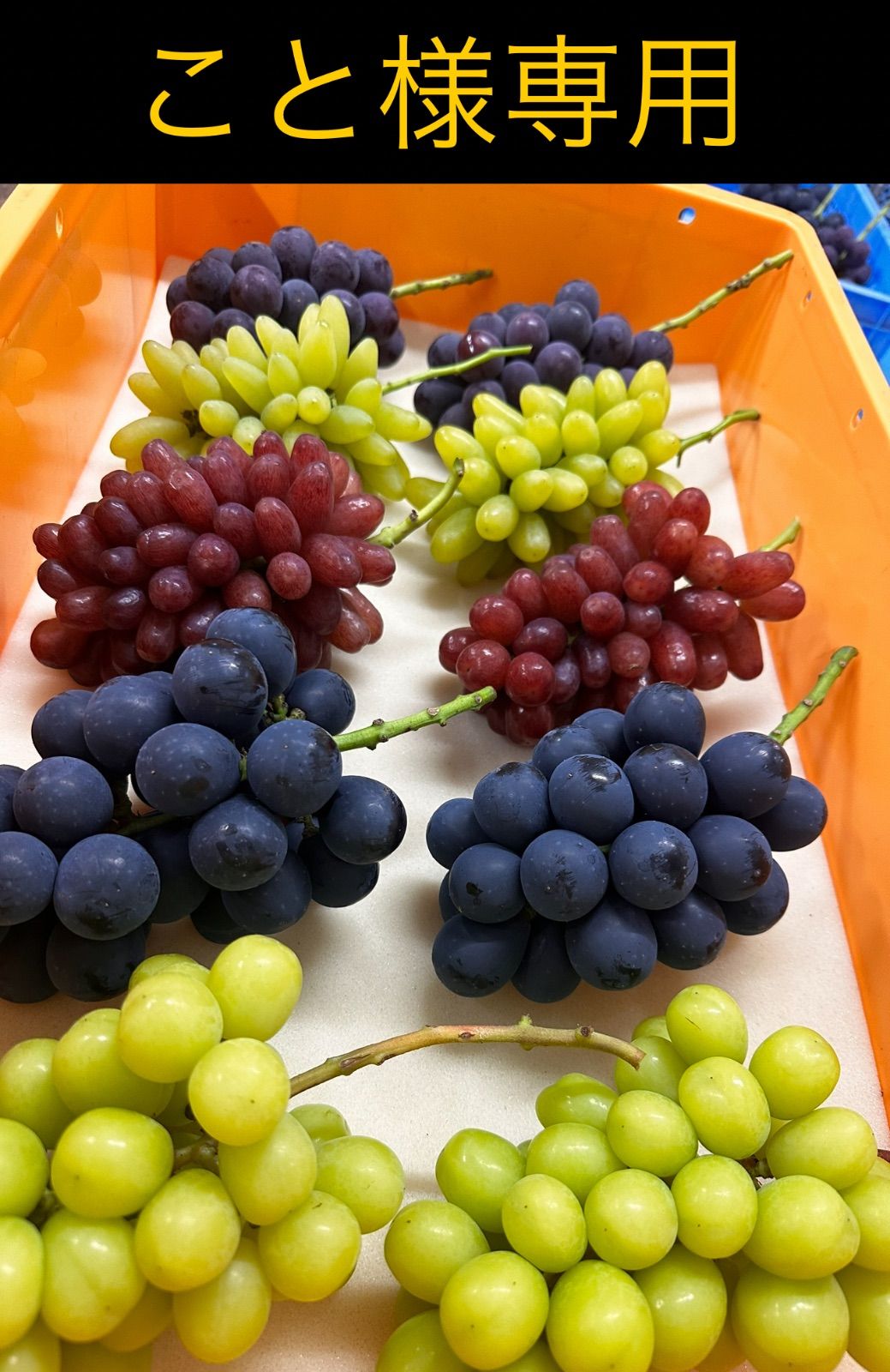 こ〜さんさま専用【メルカリ便46】ヤマアジサイ 花苗】ヤマアジサイ