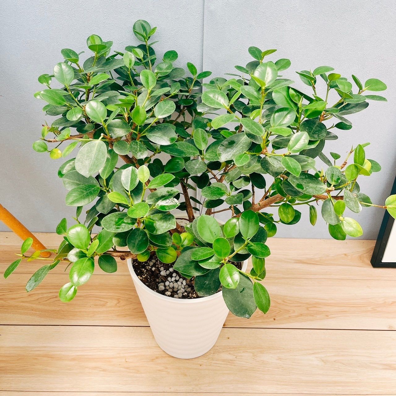 現品］【希少】9番 パンダガジュマル 8号 観葉植物 室内 レア