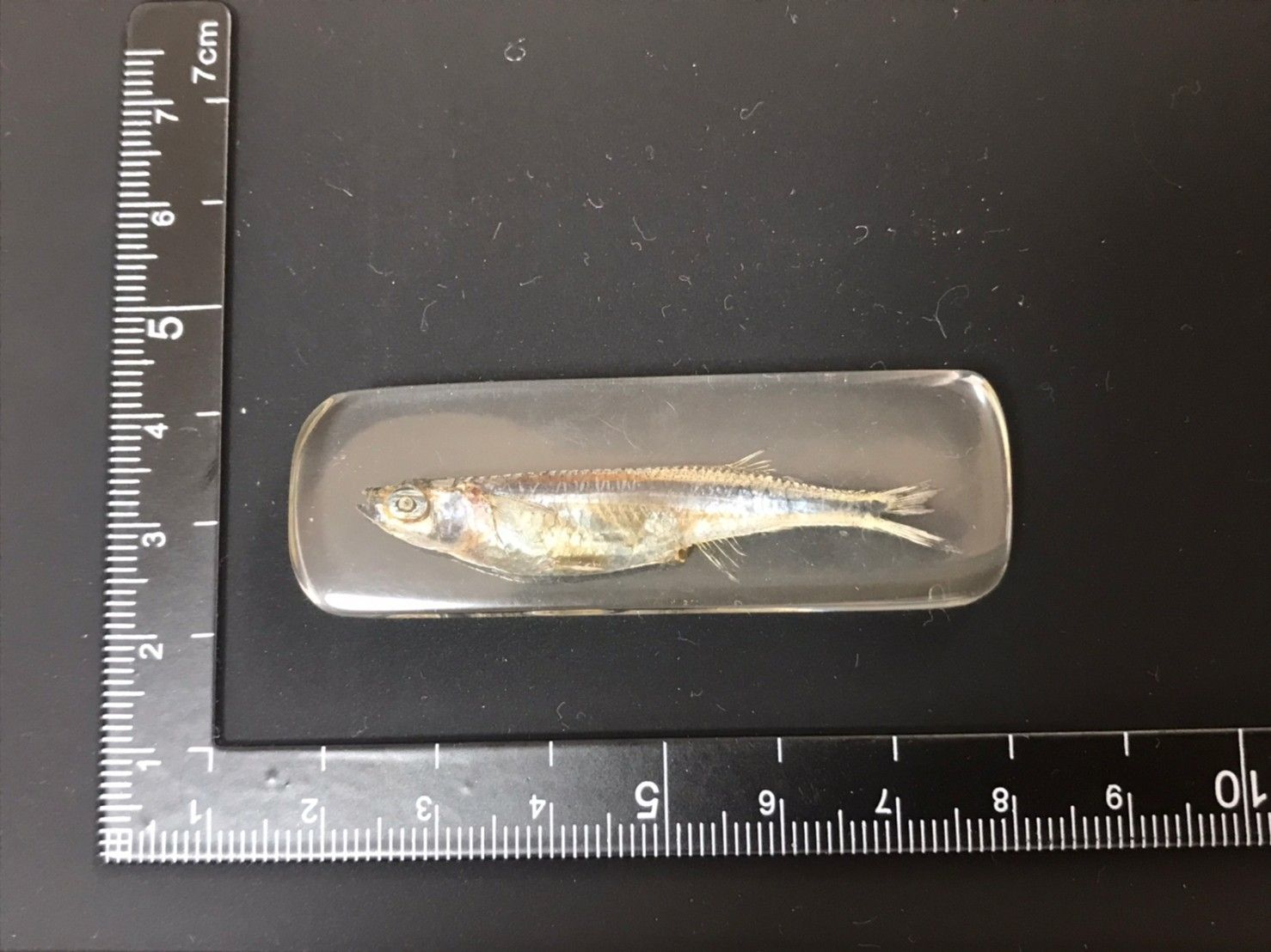 魚類標本 樹脂標本（魚類） - メルカリ