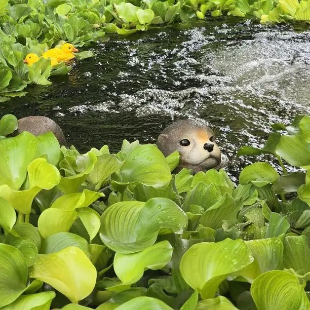 フローティングヘッド カワウソ 水に浮かぶ カワウソの頭 池の装飾 おしゃれ かわいい 飾り フェイク 装飾 池 プール 庭 ガーデン オブジェ  オーナメント インテリア 可愛い 飾り物 - メルカリ