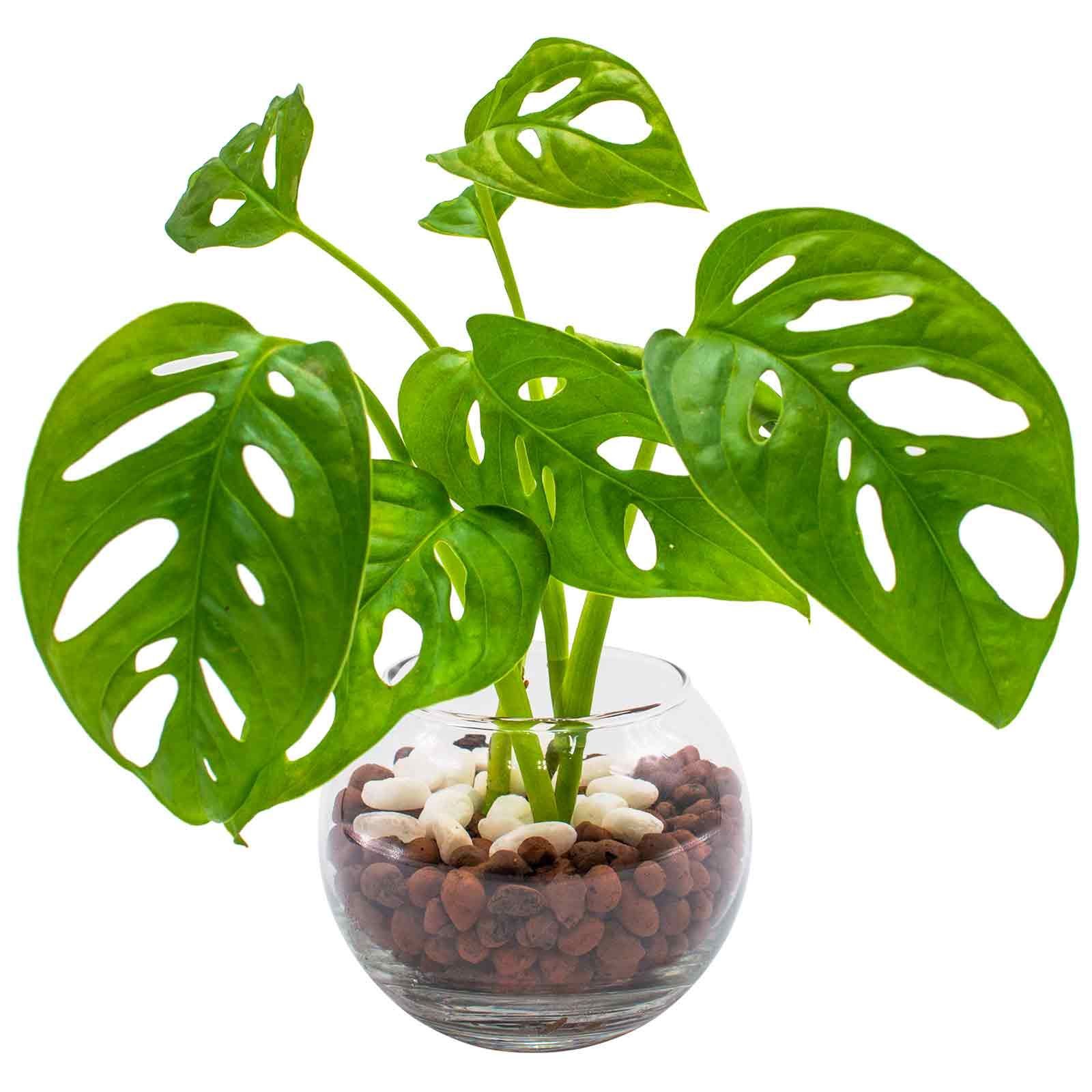 メルカリshops モンステラ マドカズラ ハイドロカルチャー 室内観葉植物 虫が湧きにくい