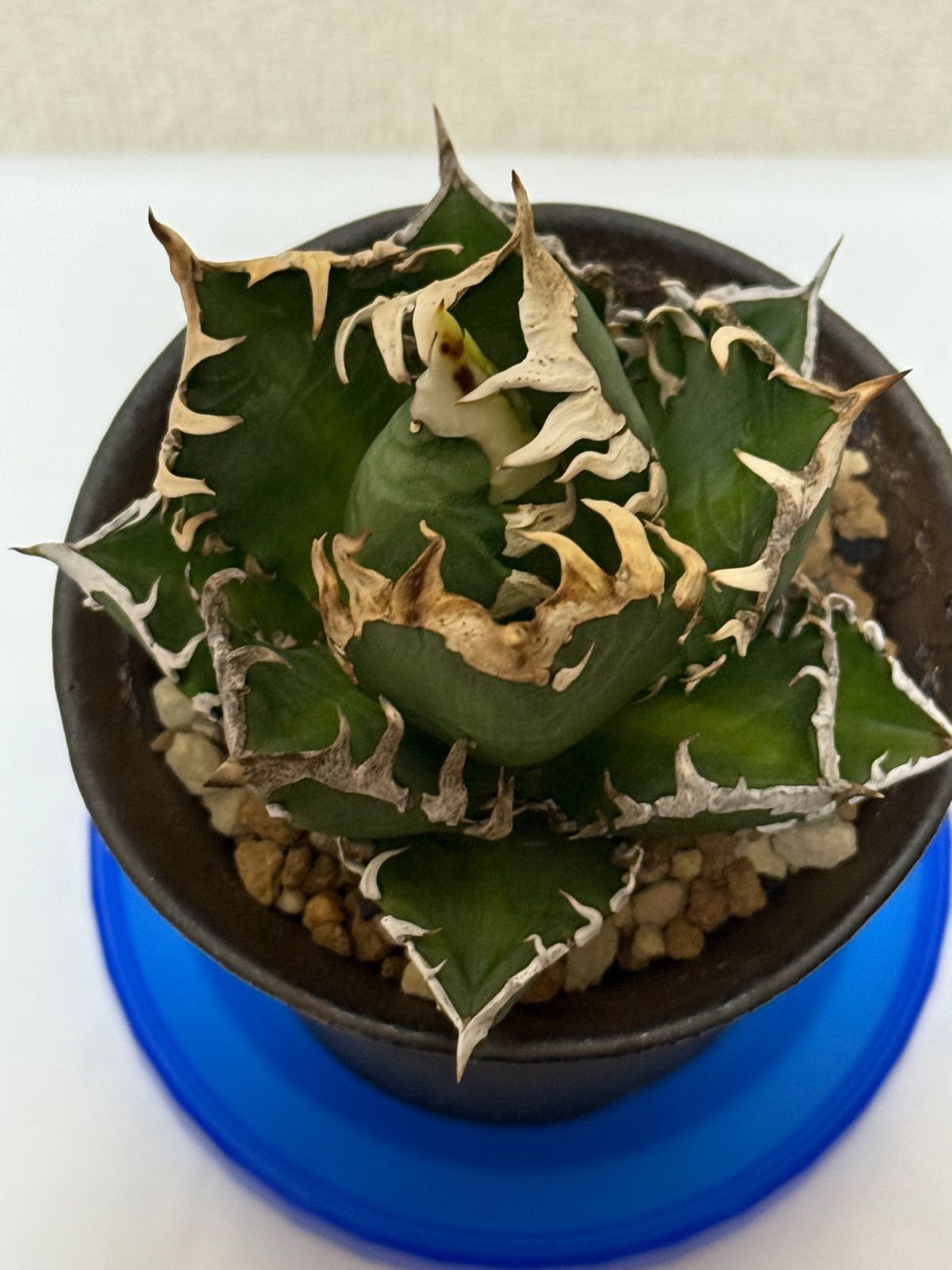 アガベ　チタノタ　オテロイ　赤猫　ゴリ猫　超コンパクト　激詰まり　23 3厳選中株 アガベ チタノタ レッドキャットウィーズル Red