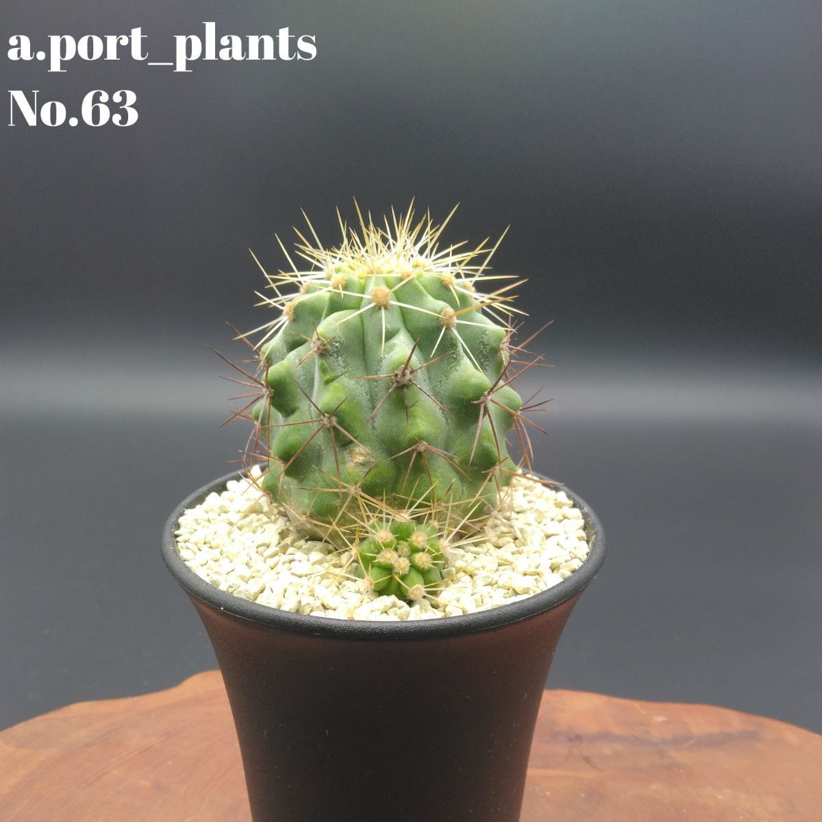コピアポア　ハセルトニアナ　実生　逆鱗丸　鉢ごと コピアポア ハセルトニアナ 実生 Copiapoa Haseltoniana 逆鱗丸