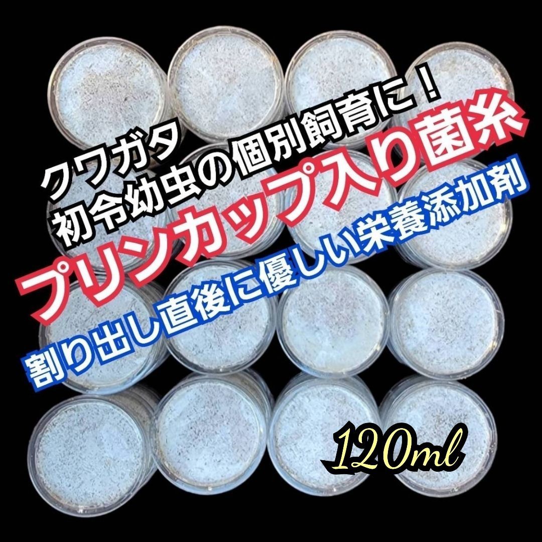 特選！ヒマラヤひらたけ菌糸プリンカップ120ml 初令、2令幼虫