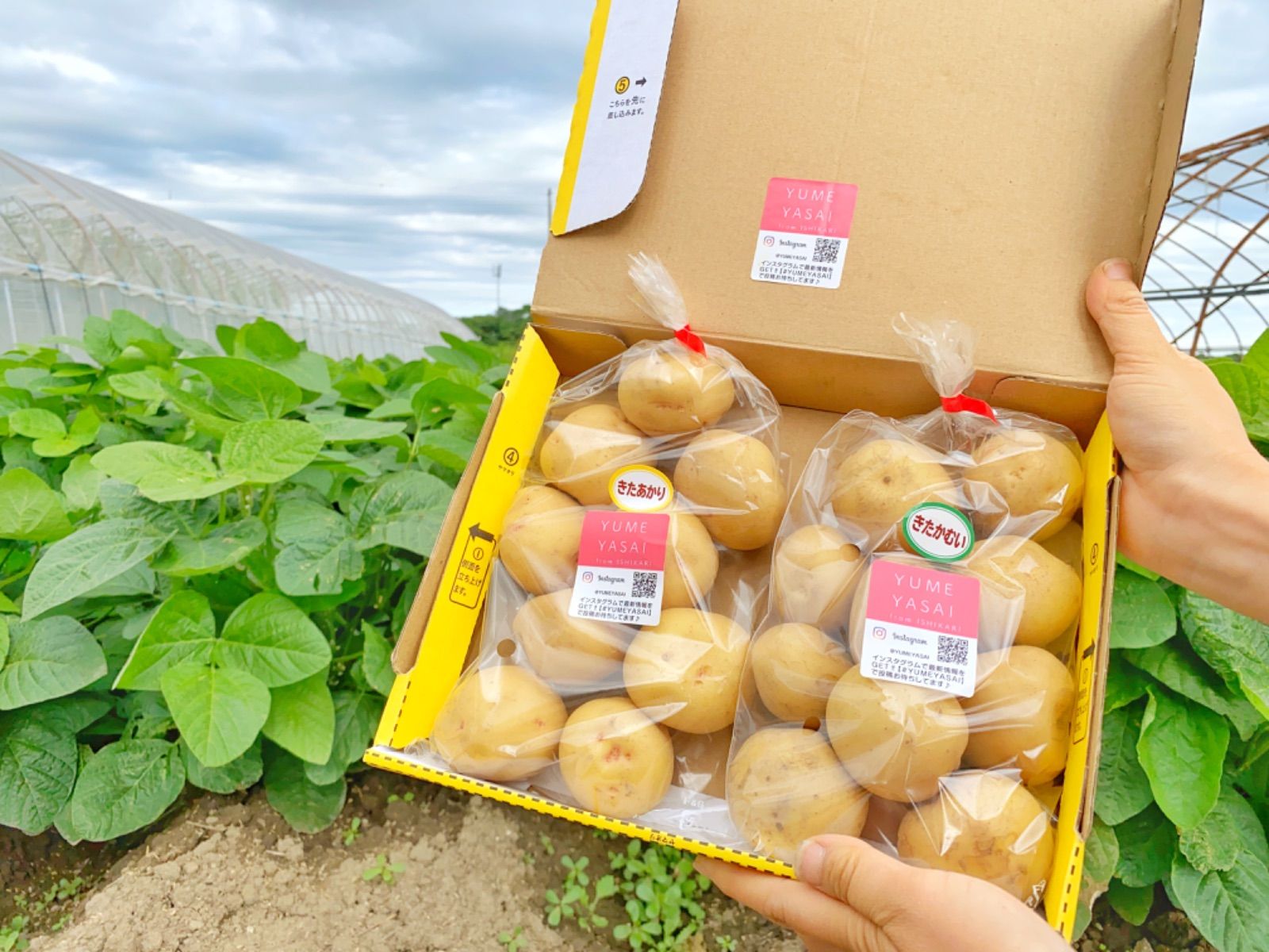 きたあかり＆キタカムイ新じゃがいも 詰め合わせ 野菜セット 産地直送