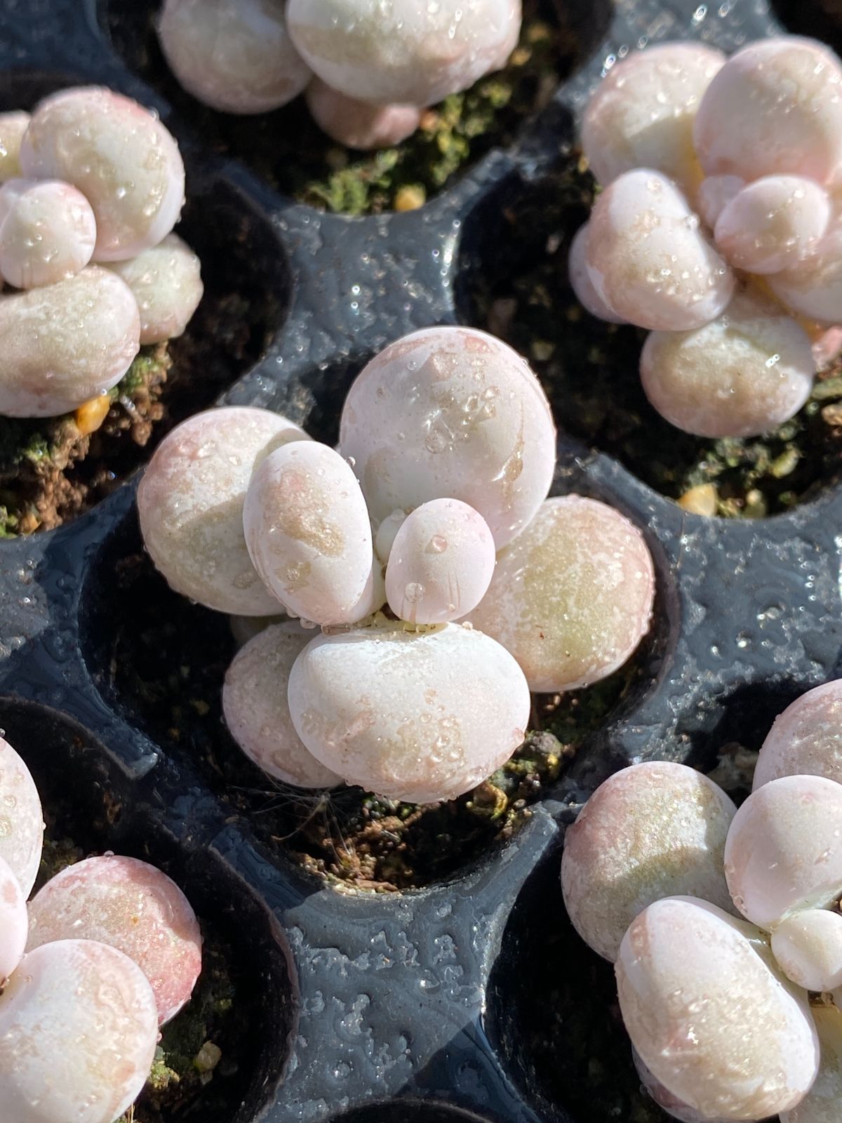 ゾンピ 3点 新入荷 チーズ 鮮やかな128苗セット 抜き苗 多肉植物 エケベリア レア