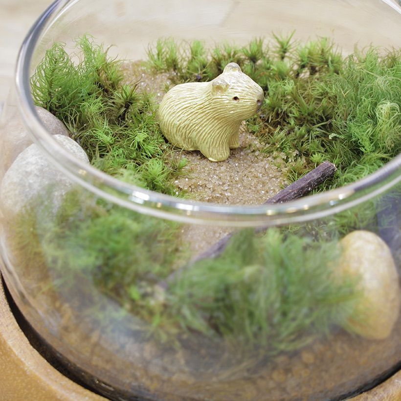 苔むす木工 カピバラ 苔むす木工 カピバラ