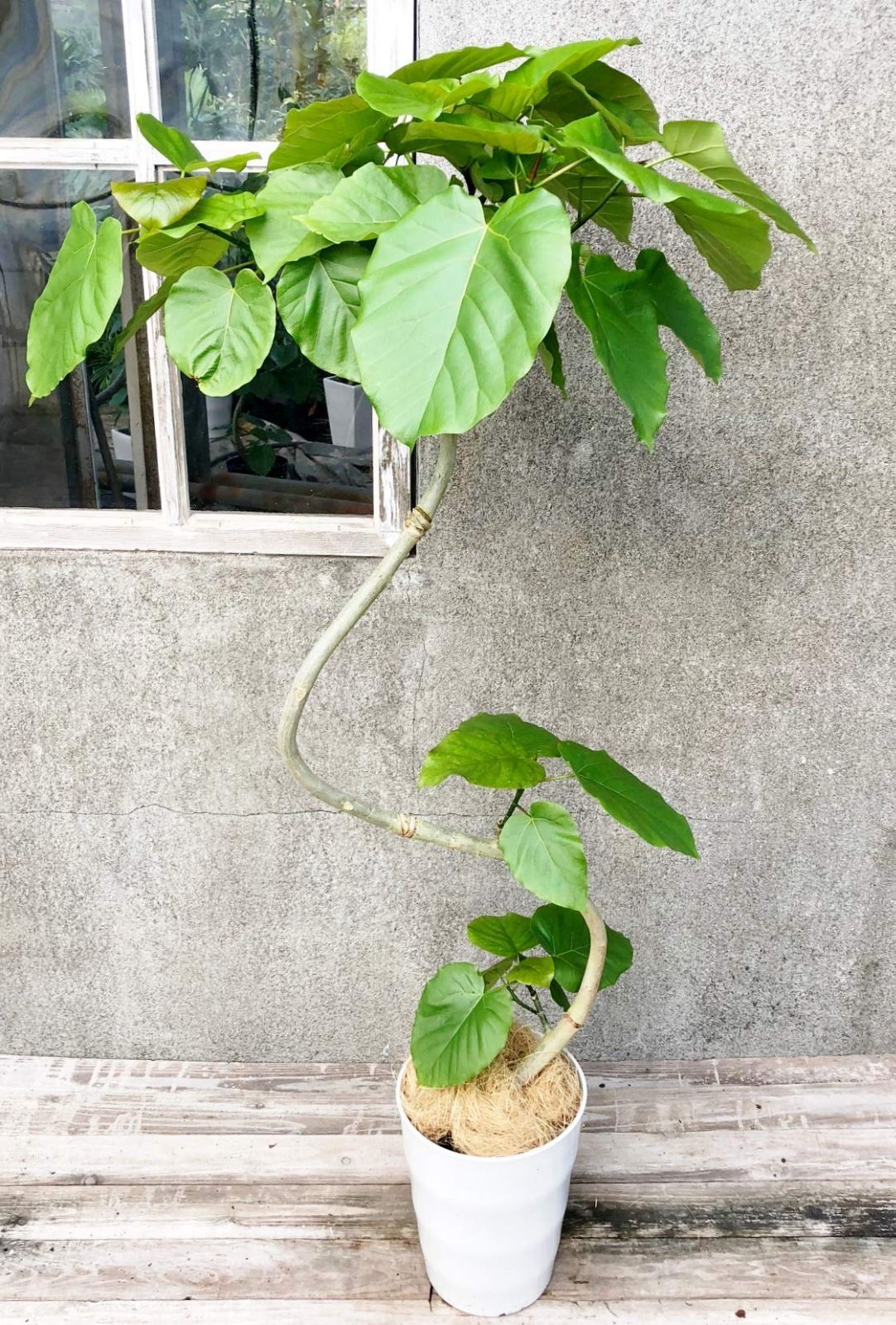 約130cm フィカス