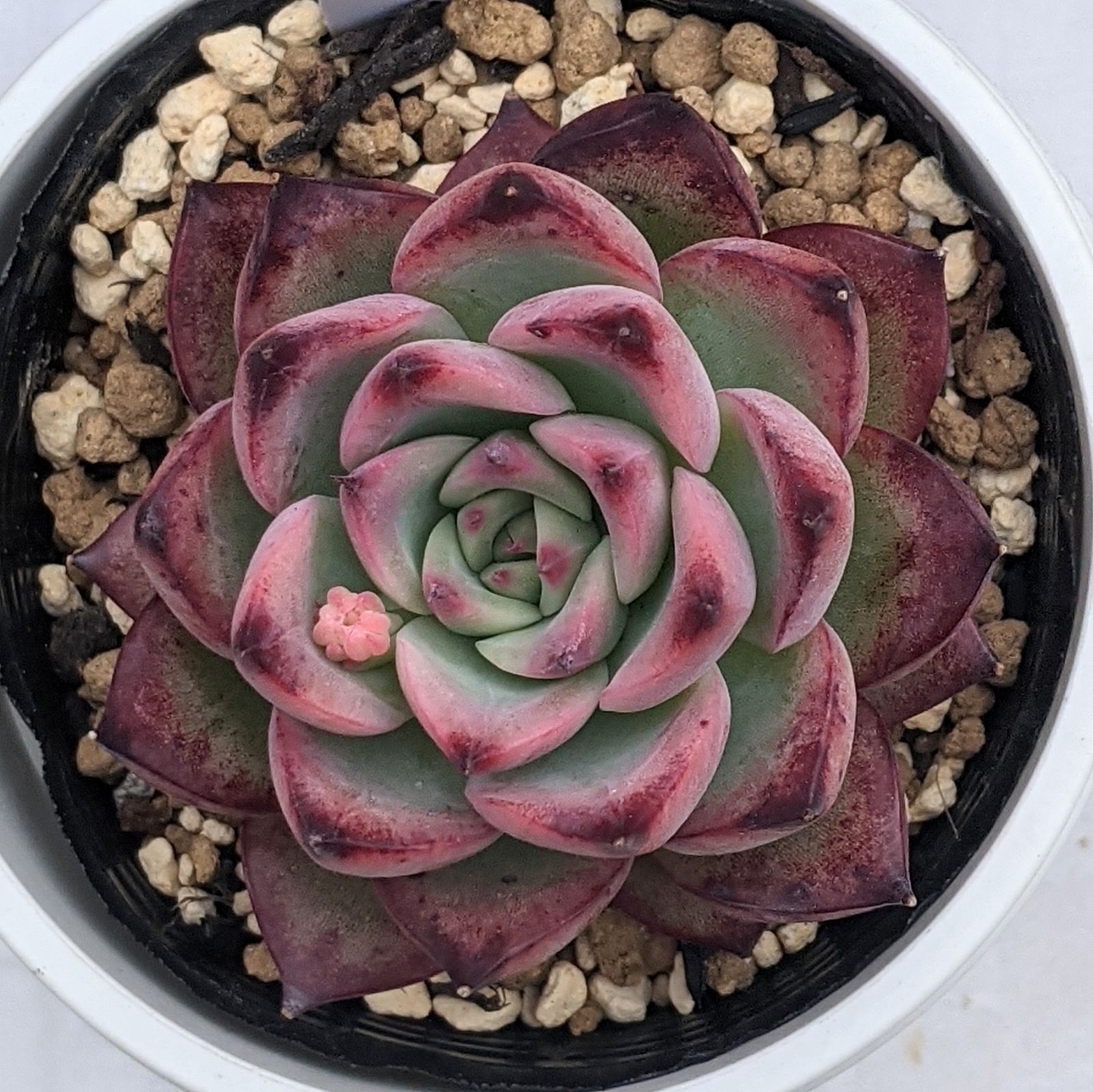 多肉植物 skエケベリア ファイヤーピラー 多肉植物 0207-S153