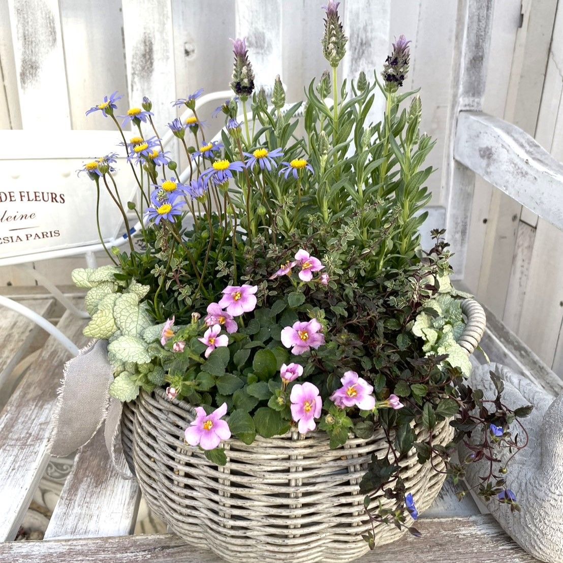 寄せ植えセット(土付き) 】ラベンダー × グレー 寄せ植え YouTube