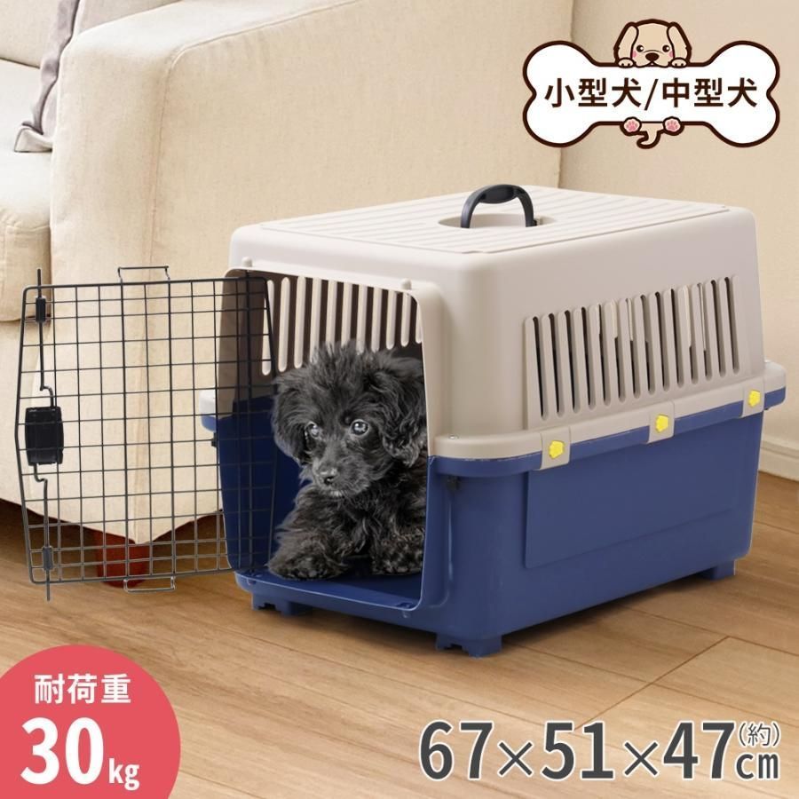 希少 ベゴニア ジュラウぼっち 2号 カップ付き(現品) インテリア