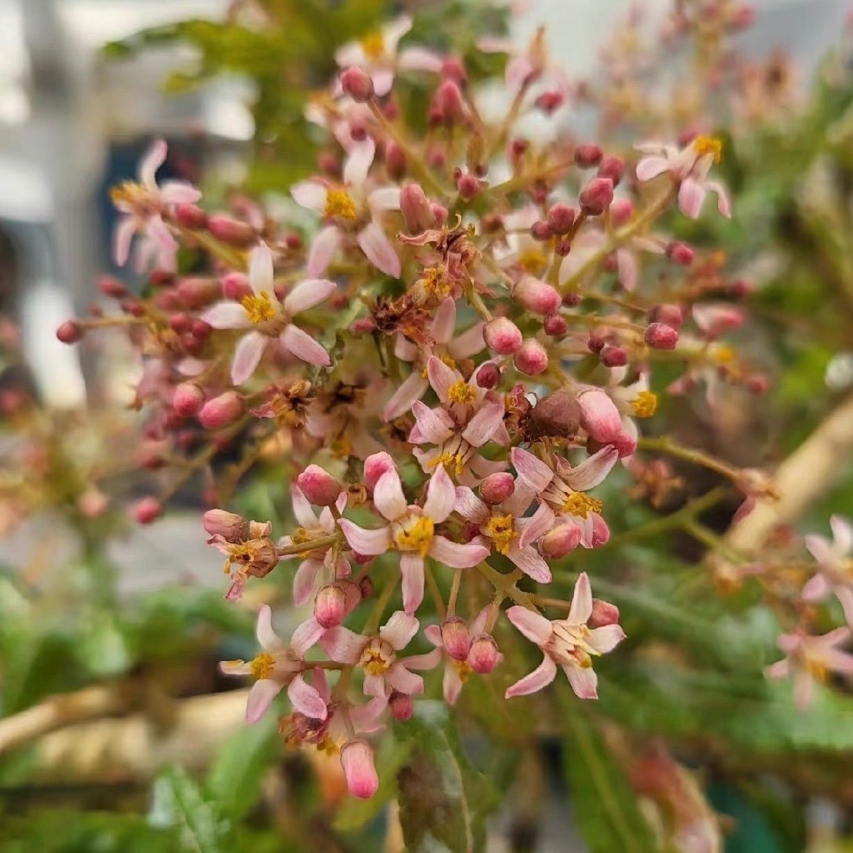 6月採種 ボスウェリア ナナ 種子5粒 Boswellia nana 発芽確認済 6月採種 ボスウェリア ナナ 種子5粒 Boswellia nana 発芽確認済