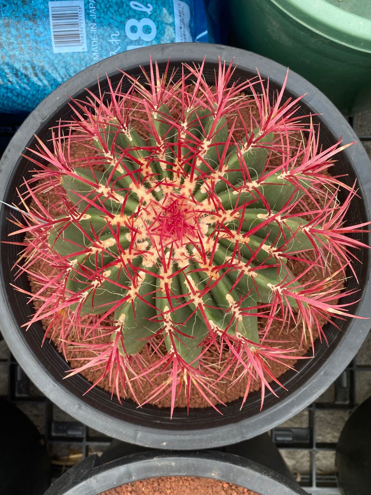 フェロカクタス 赤鳳 12号 美株 ④ サボテン YUZUMIYA_COM