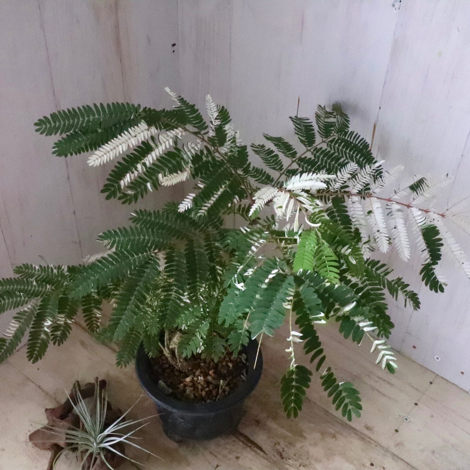 消費税無し 希少♡斑入り♡エバーフレッシュ♡ネムの木♡観葉植物 その他観葉植物