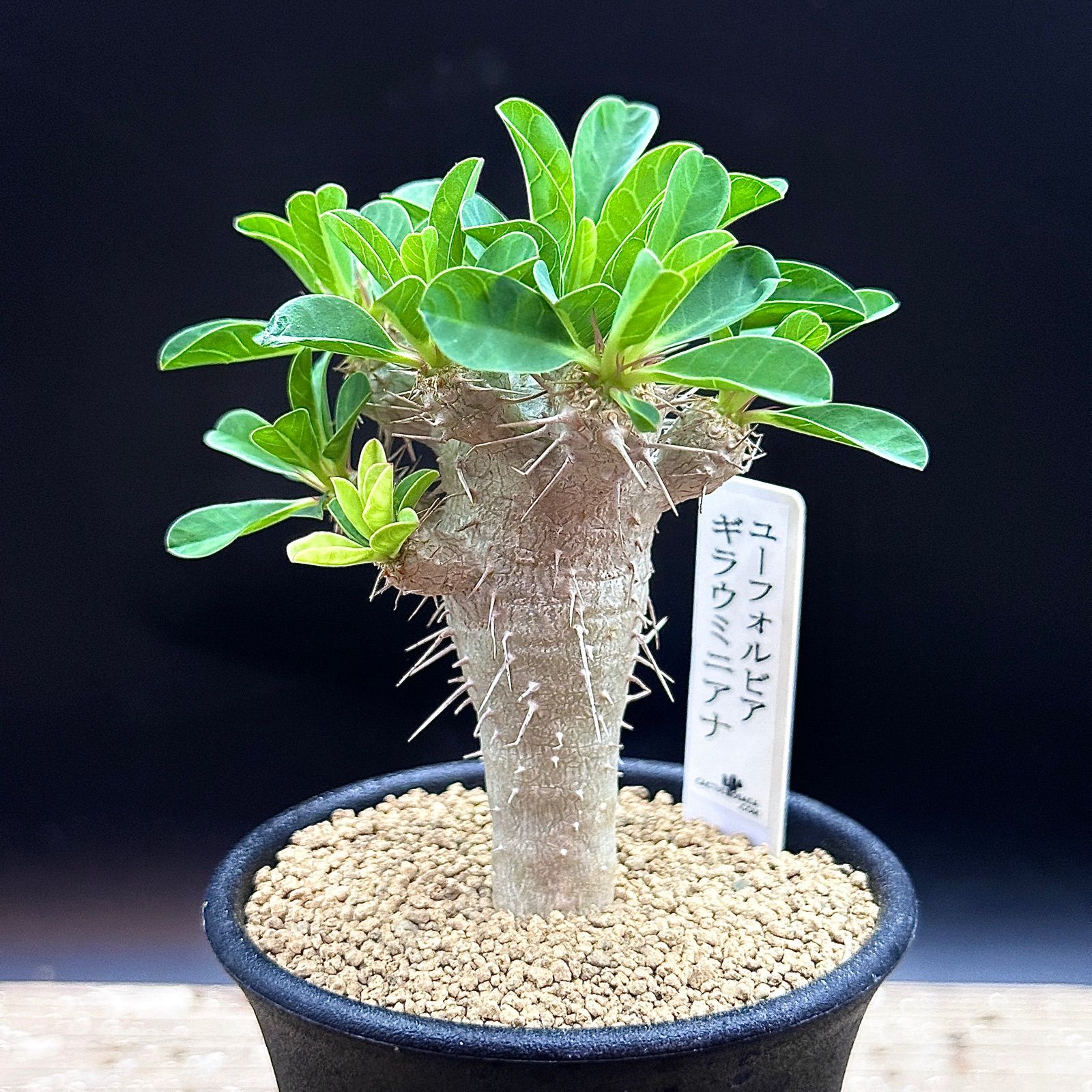 実生苗 フラワー・ガーデニング (抜き苗)ギラウミニアナ 実生