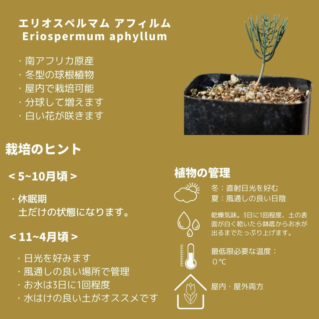 エリオスペルマム アフィルム Eriospermum aphyllum Type-RX EQ125