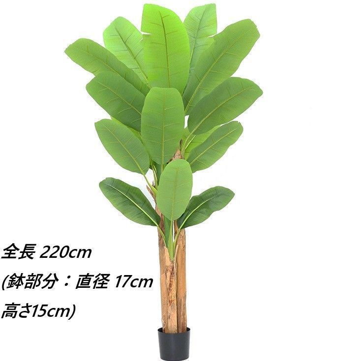 240cm 220cm
