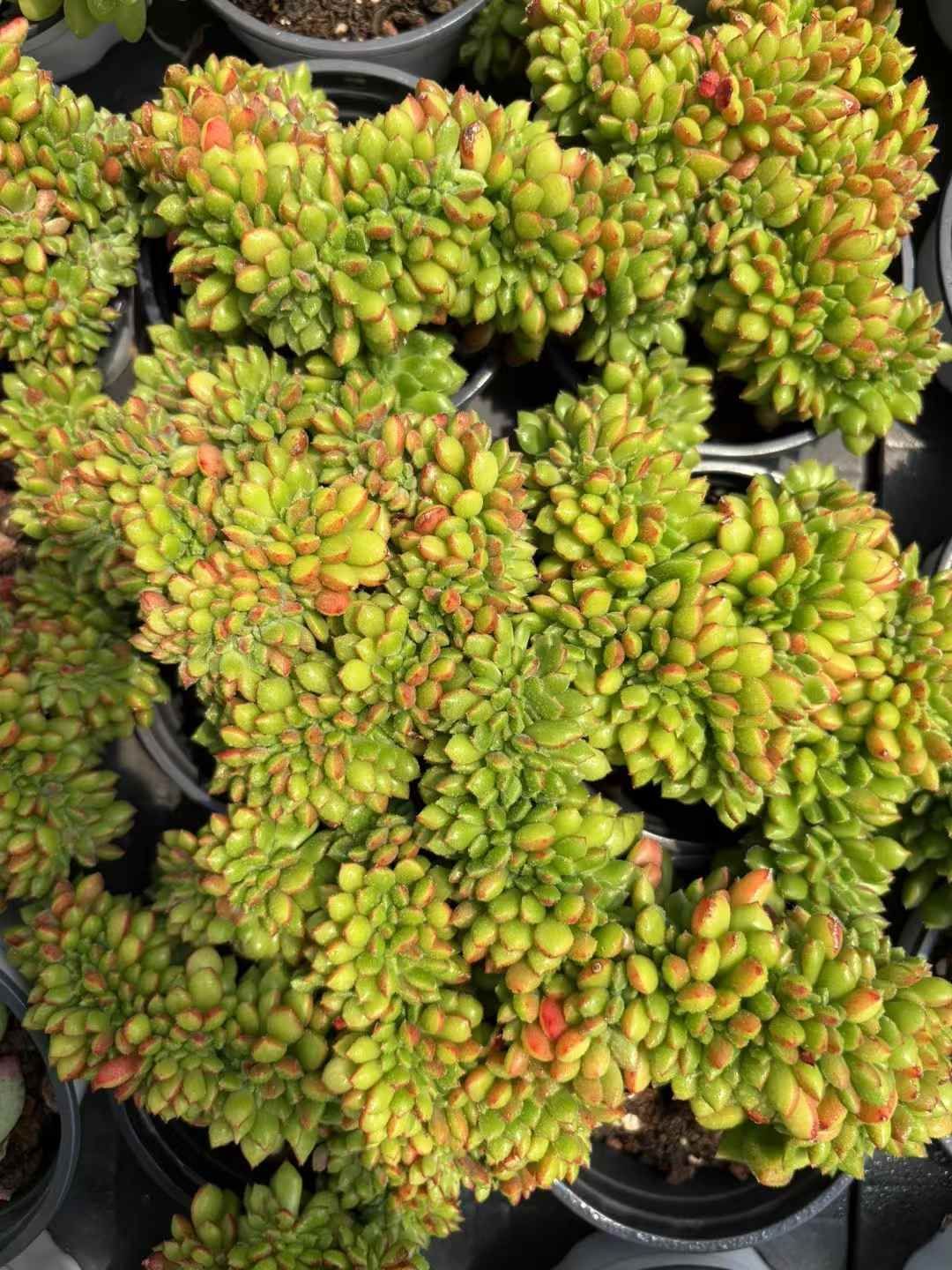 18株の抜き苗セット】リップスティック 多肉植物 佐川急便発送