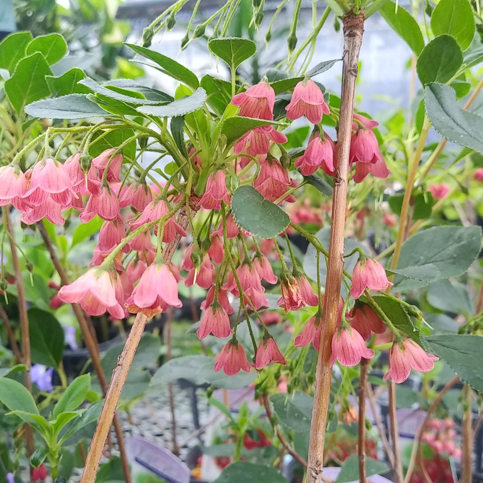 ③花付き現品 / 紅サラサドウダンツツジ / 紅葉する3.5号苗木 ③花付き現品 / 紅サラサドウダンツツジ / 紅葉する3.5号苗木