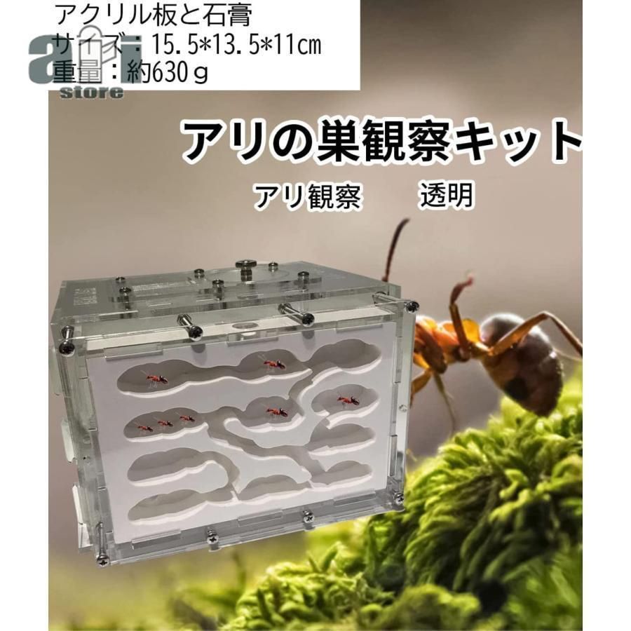 アリ飼育キット 石膏製巣箱 透明アクリル製ケース アリの巣観察