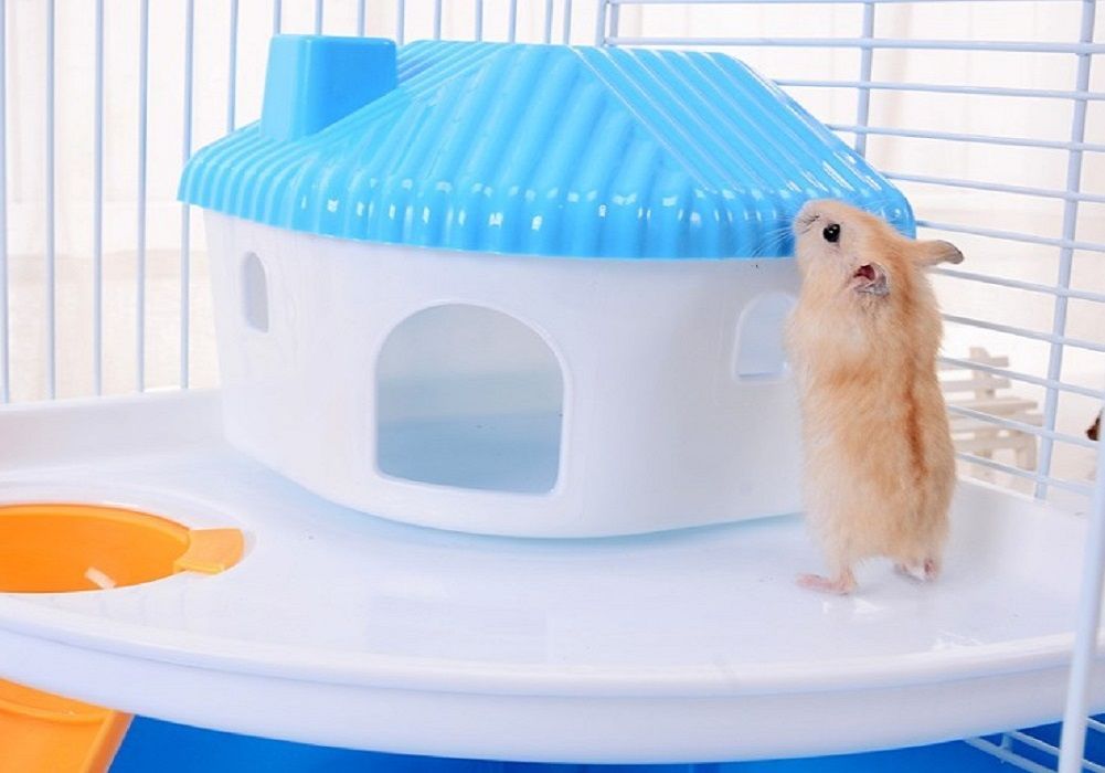 ハムスター ハムスターの家 ハムスターハウス ハムスターゲージ Amazon | ハムスターケージ 小動物ケージ ハムスターハウス