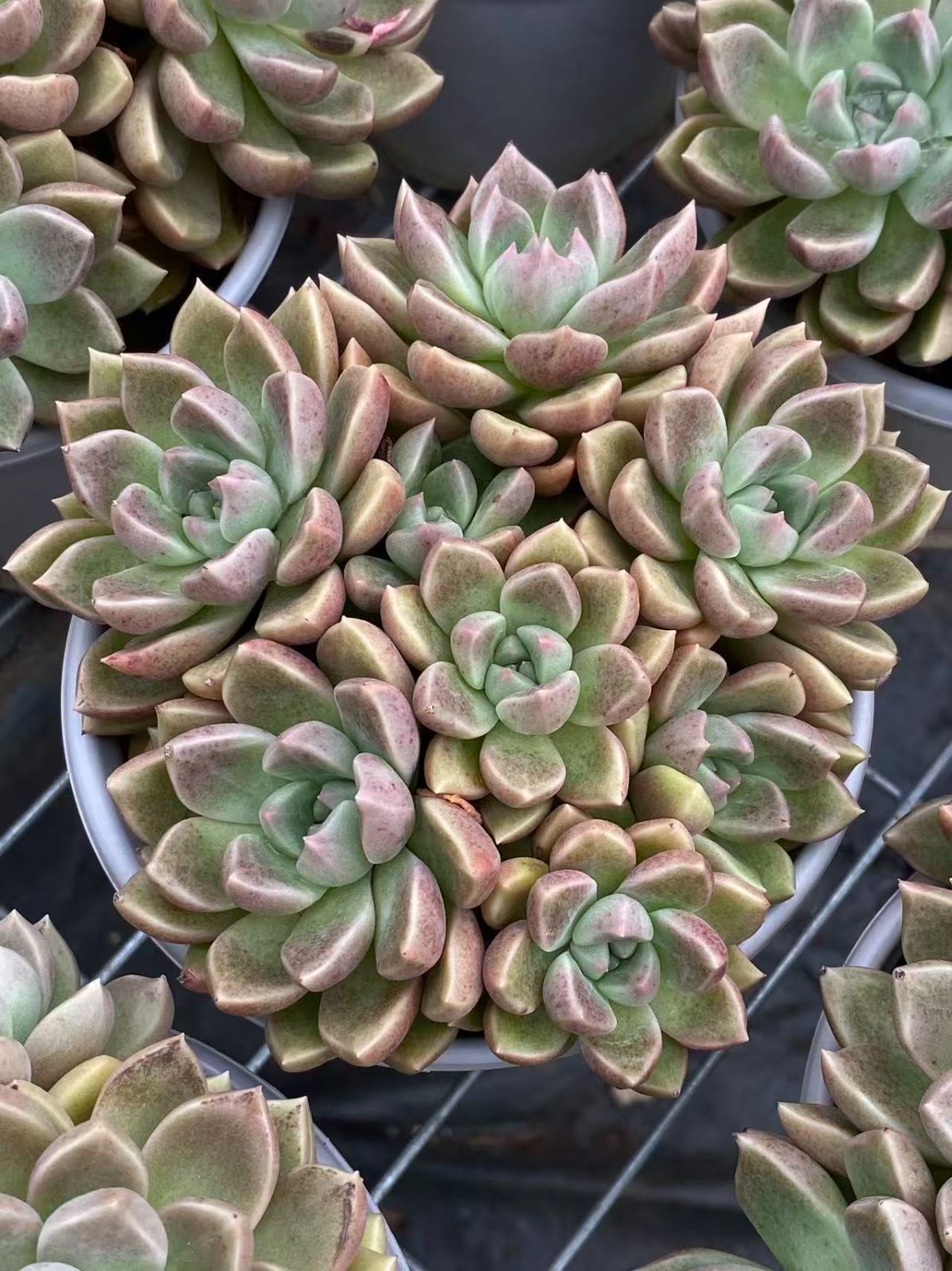 ZM1731×30 ゴールド美人 抜き苗 多肉植物 アエオニウム エケベリア 韓国苗