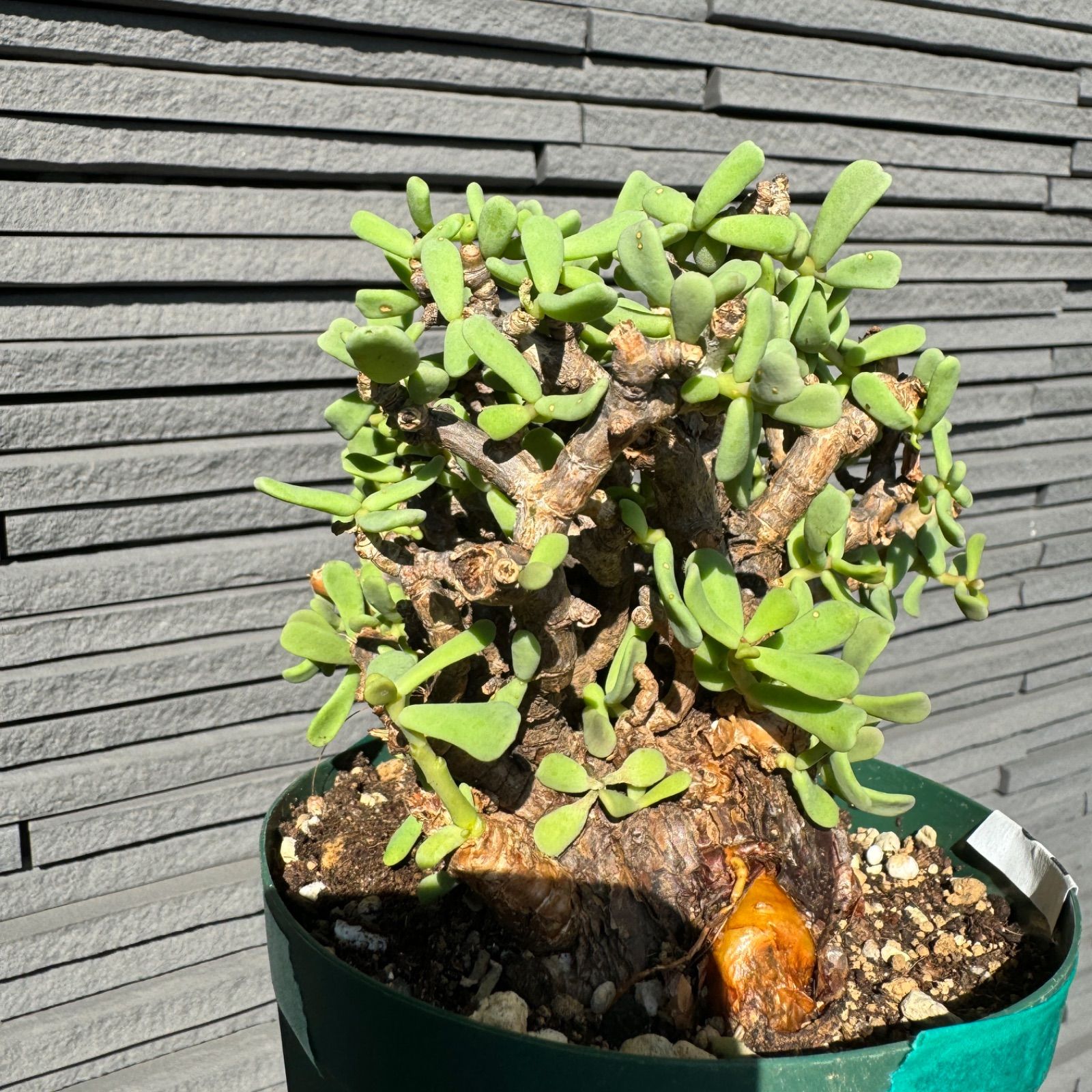 Ceraria pygmaea　ケラリア ピグマエア ベアルート株 Ceraria pygmaeaケラリア ピグマエア ベアルート株