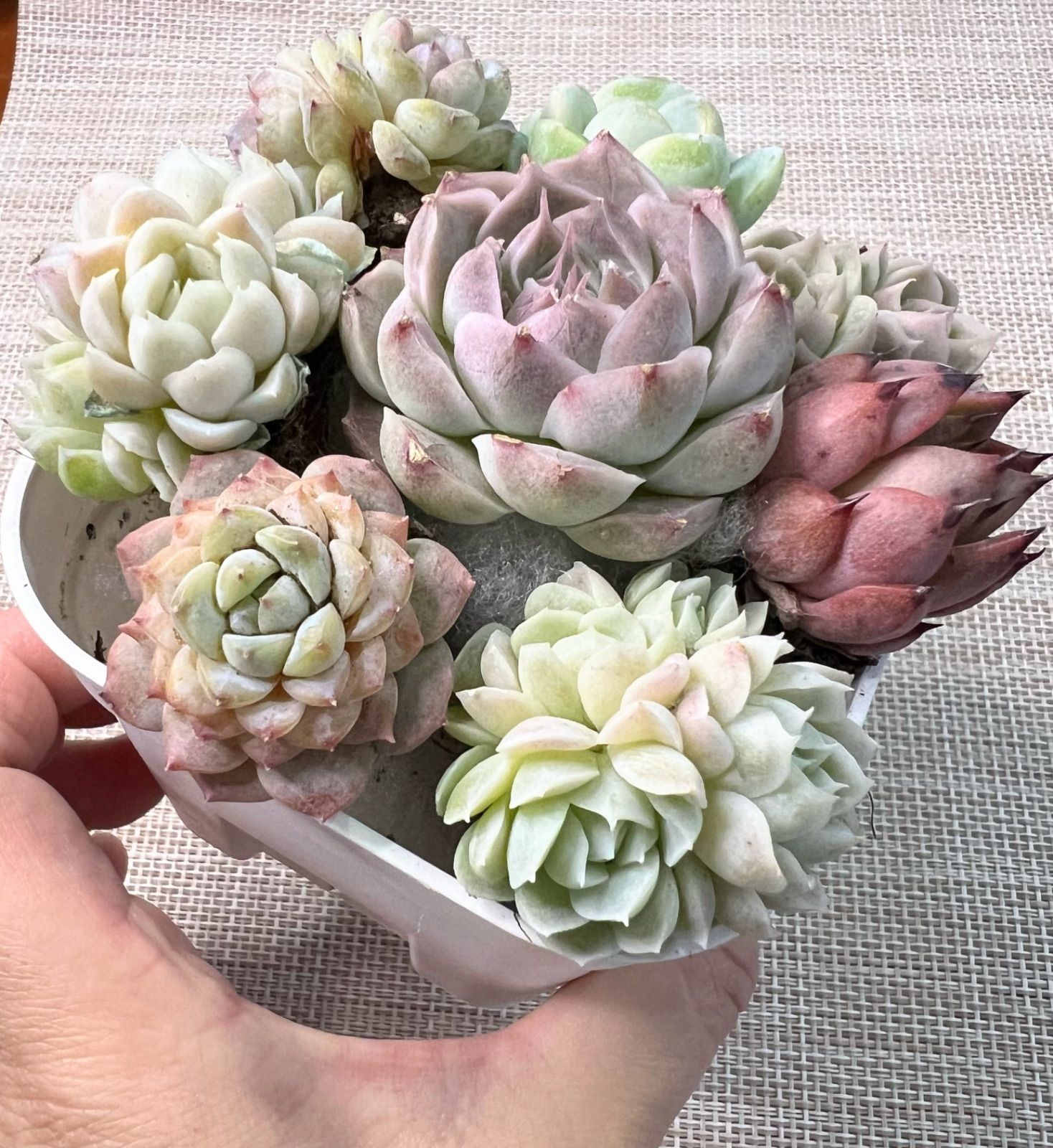 多肉植物　韓国苗　パンドラhyb　抜き苗 多肉植物 『パンドラ』と抜き苗セット 8苗 エケベリア 韓国苗 輸入苗