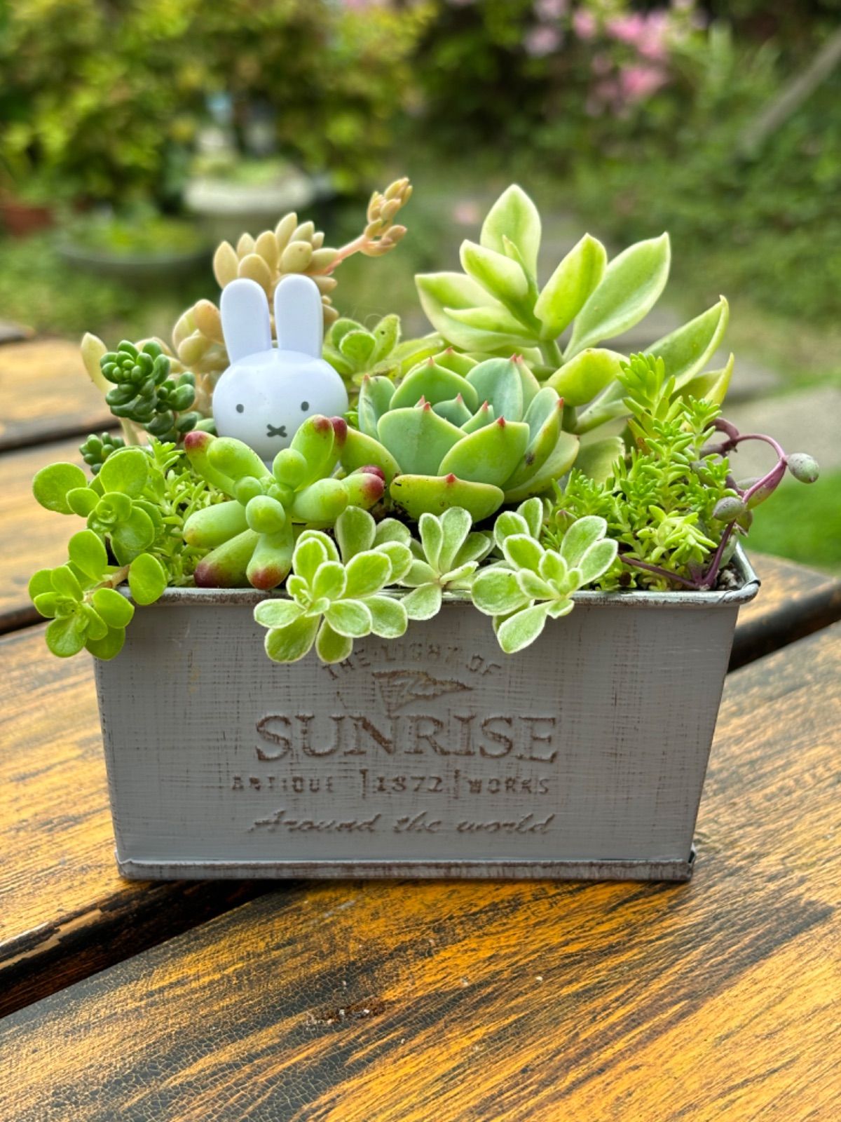 ☆5/15水〜19日曜日まで！セール中☆限定品☆多肉植物＊七福神入り 
