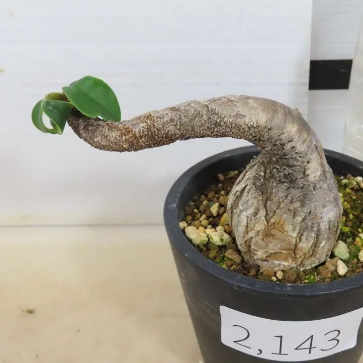 2143 「多肉植物」ユーフォルビア ラメナ 植え【発根開始・・Euphorbia ramena・塊根植物・マダガスカル】 - メルカリ