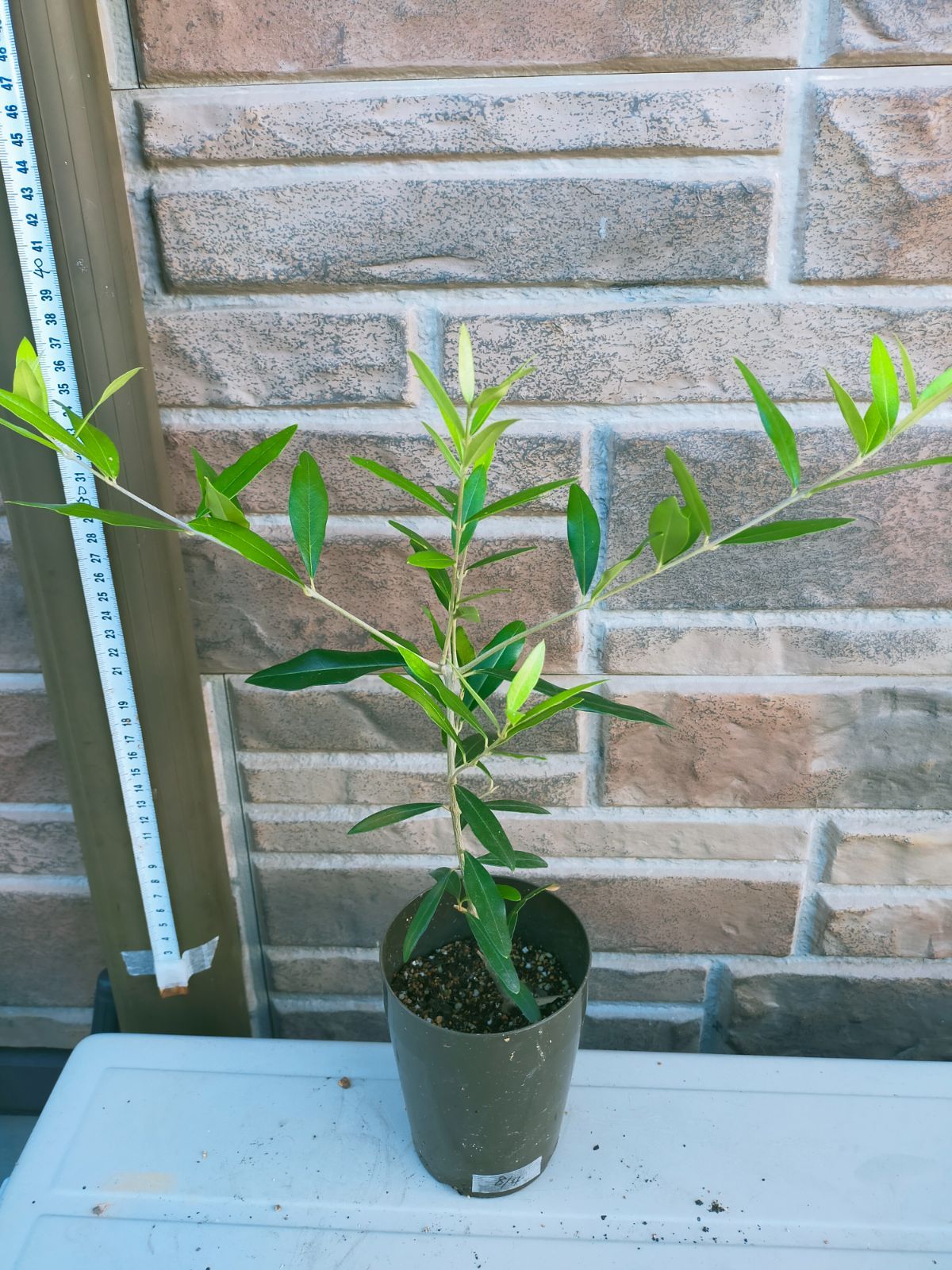 光触媒　人工観葉植物　ウォールグリーン　フレッシュドラセナ1.8