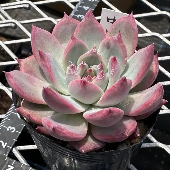 中里リンゼアナ実生 自家受粉 コロラータ エケベリア 多肉植物