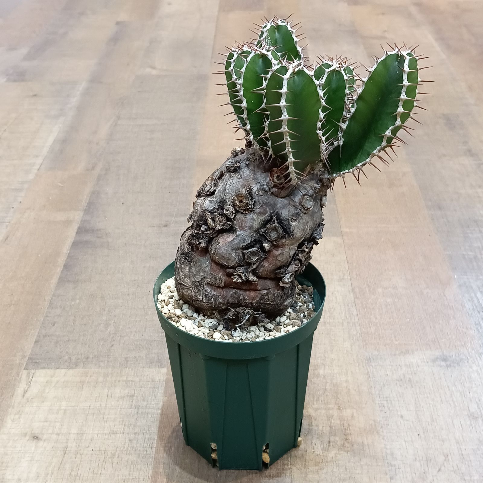 3 Euphorbia mlanjeana ユーフォルビア ムランジーナ 現地株 発根済