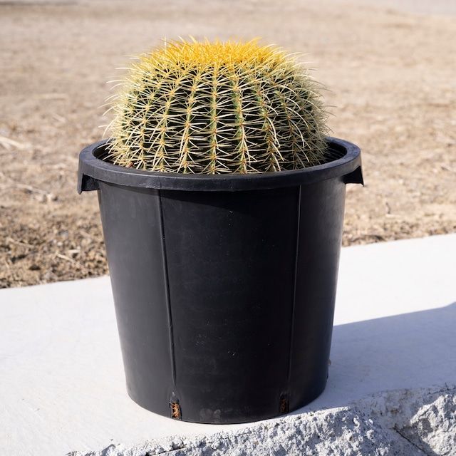 別注品 金鯱 サボテン 特大 12号 黄金色 多肉植物 ドライ