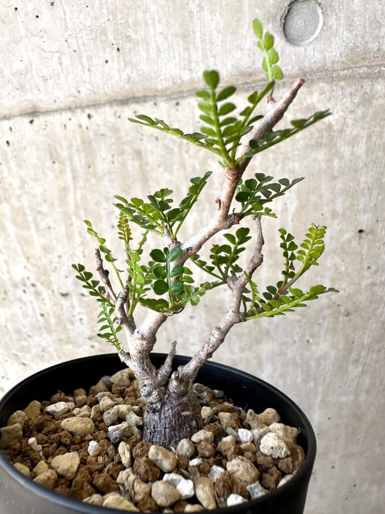 限定SALE，得価 オペルクリカリア パキプス 根挿し 1鉢2株