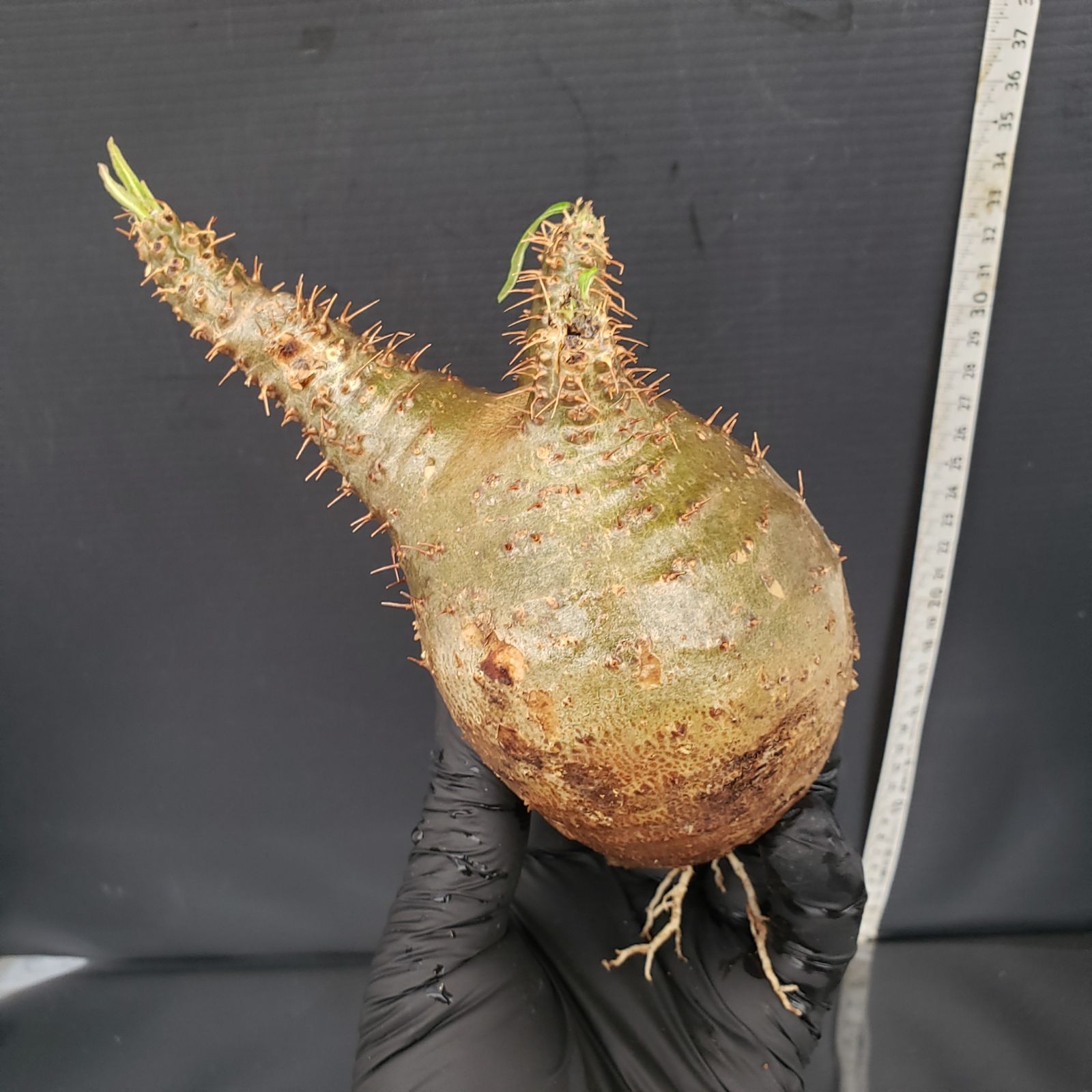 発根済み グラキリス 塊根 パキポディウム グラキ 抜苗 4229 「塊根植物」パキポディウム グラキリス 抜き苗【畑地植え株・発